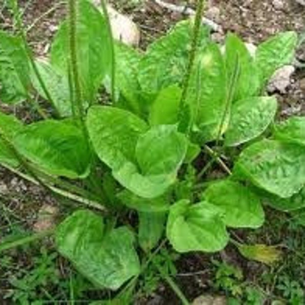 DaunSendok Sendokan - Plantago major Leaf (Dried, Powder )