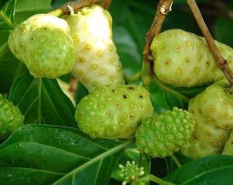 Pace/Buah Mengkudu (Noni/Morinda Citrifolia Fruit) getrocknet und pulverisiert