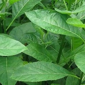 Daun Afrika Vernonia amygdalina Leaf Dried and Powder image 1