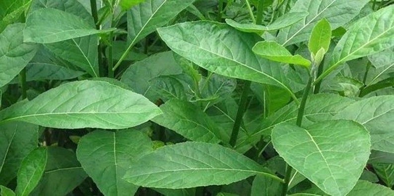 Daun Afrika Vernonia amygdalina Leaf Dried and Powder image 1