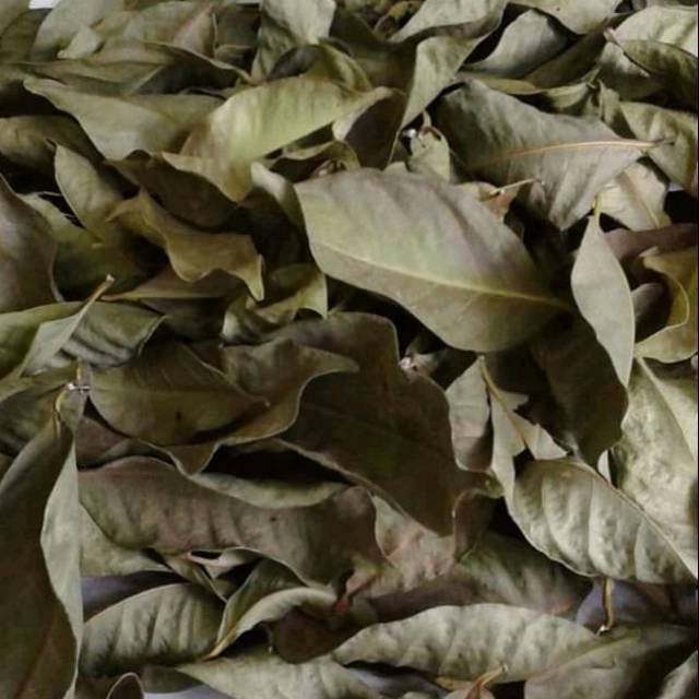 Daun Salam (Syzygium polyanthum): Harta Karun dari Kebun Rumah untuk Kesehatan Keluarga