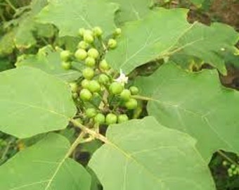 Daun Cepoka / Takokak - Solanum torvum Sw. Leaf / Solarium ferrugium J. (Dried and Powder)