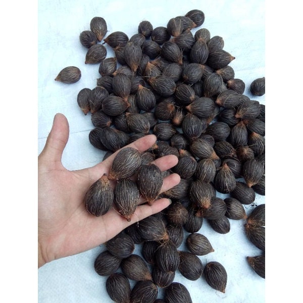 Biji Palem Ekor Tupai Kering wodyetia Bifurcata Dried - Etsy