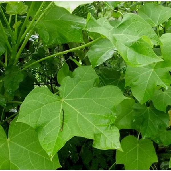 Daun Jarak Hijau Bubuk - Ricinus Communis Leaf Powder