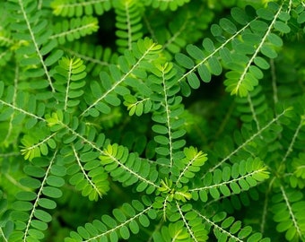 Daun Meniran - Phyllanthus Urinaria leaves (Dried and Powder)