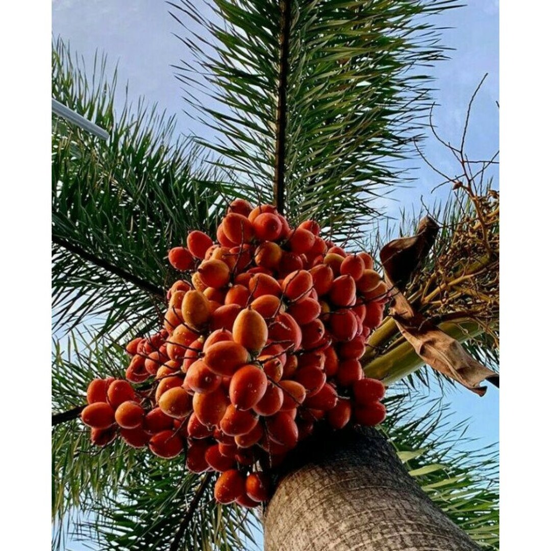 Biji Palem Ekor Tupai Kering wodyetia Bifurcata Dried - Etsy