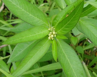 Patikan Mas - Euphorbia Heterophylla (getrocknet und Pulver)
