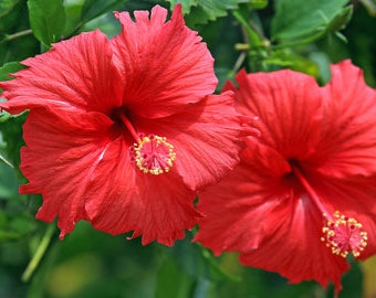 Bunga Sepatu Merah - Red Hibiscus Flower (Dried and Powder)