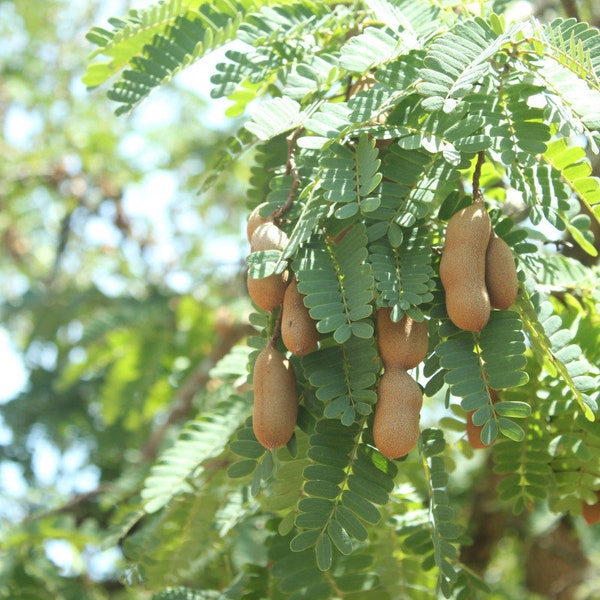 Asam Jawa Bubuk - Tamarindus indica Powder