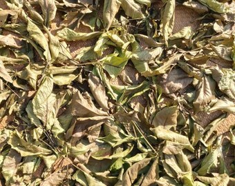 Daun Laban - Vitex pinnata Leaf (Dried and Powder)