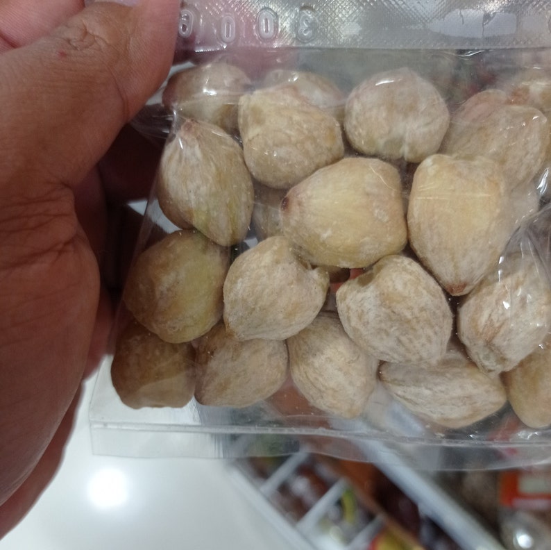 Kemiri candlenut, kukui nut Aleurites moluccanus image 2