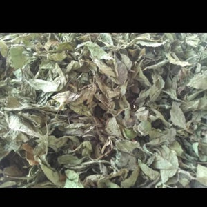 Daun Afrika Vernonia amygdalina Leaf Dried and Powder image 3