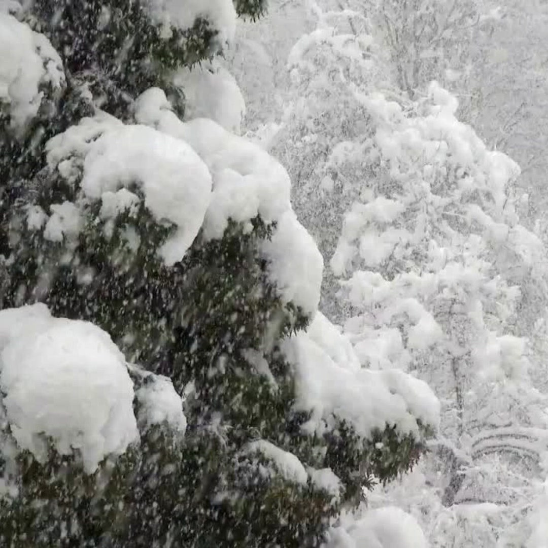 HD MP4 Snowfall Video | Christmas Snowfall Video | Falling Snow