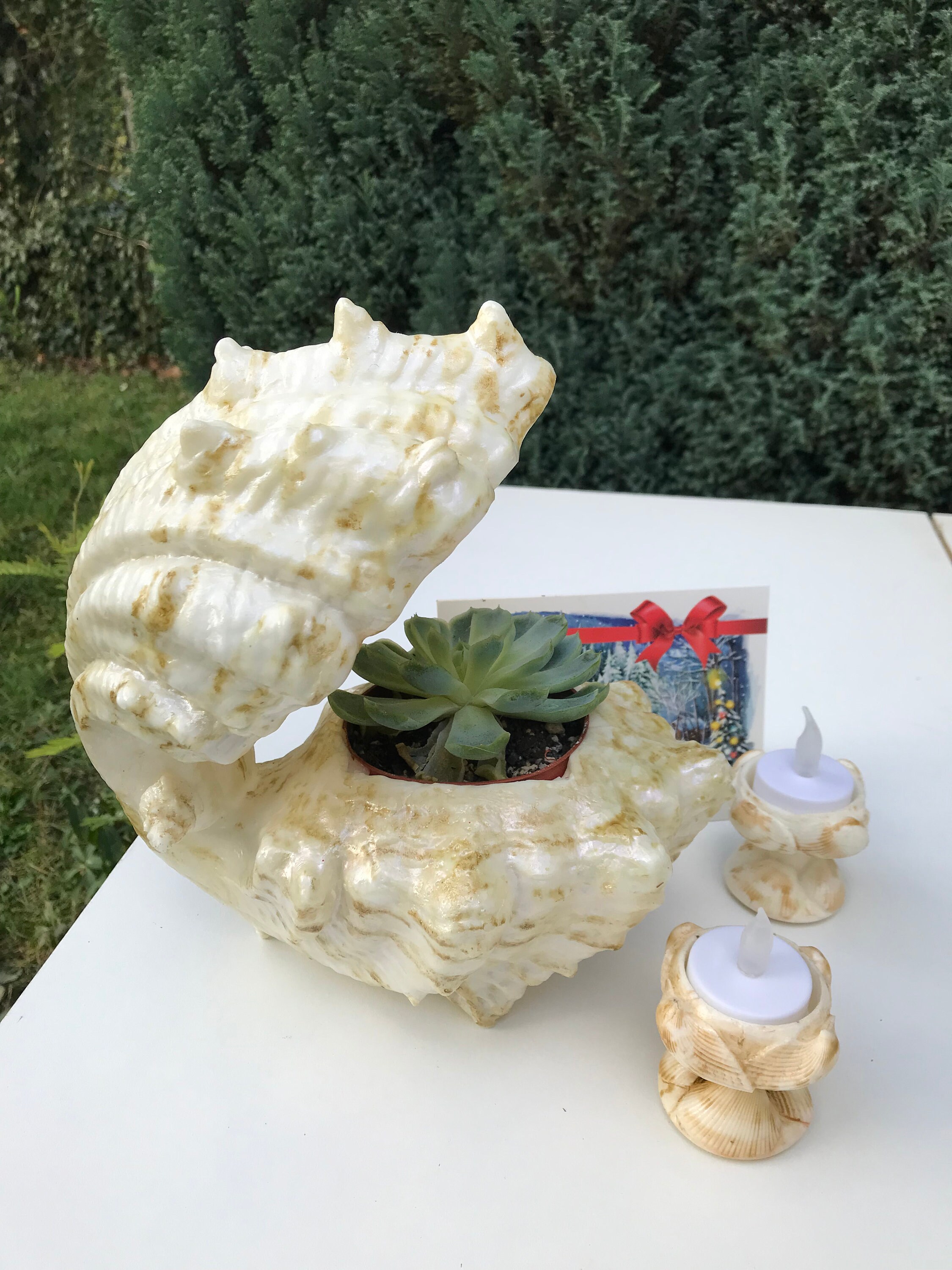 Succulente Dans Une Coquille