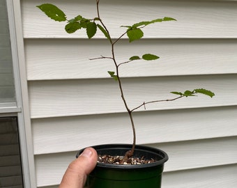 American Hornbeam (Carpinus Caroliniana) pre bonsai 4 year old seedling *wild collected*