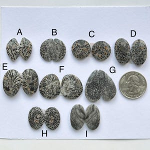 Op de afbeelding: Een assortiment van negen paren gefossiliseerde koraal cabochons in verschillende vormen, waaronder ovaal, rond en druppelvormig. De cabochons tonen ingewikkelde patronen in grijstinten, zwart en bruin. Een Amerikaanse kwart dollar wordt gebruikt als referentie voor de grootte.