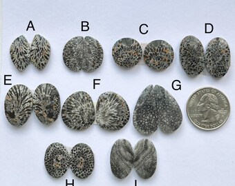 Par de corales fósiles negros, piedra preciosa de coral fósil suelta, par de cabujón de coral fósil a juego, coral fósil suelto para joyería, piedra semipreciosa