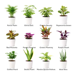 May include: A collection of twelve potted plants, each in a white pot, against a white background. The plants include Parlor Palm, China Doll, Florida Beauty, Peperomia Green, Red Maranta, Purple Passion, Croton Mammy, Purple Heart, Coffee Plant, Snake Plant, Marble Queen Pothos, and Aloe Vera.