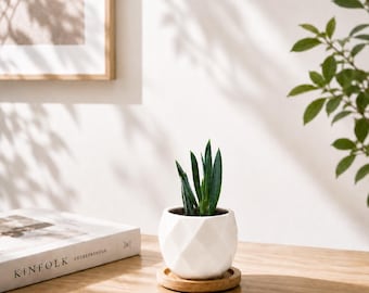 Curio Mount Everest Live Succulent Plant in 2.5-Inch White Diamond Ceramic Pot, Bamboo Coaster, Easy Care Desk Décor