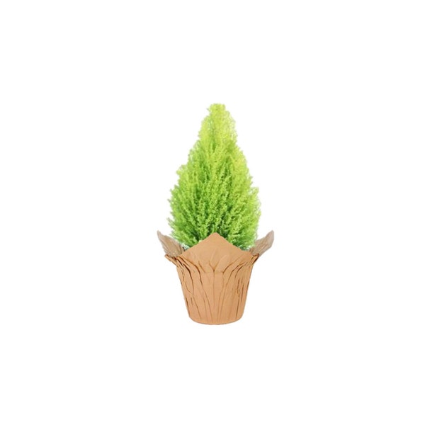 4.5" Lemon Cypress Tree, Cupressus macrocarpa, Goldcrest Cypress – Plant Gift, Valentine's Day Gift, Mother's Day Gift in Gift Wrap