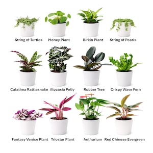 Indoor Foliage Plants – 12 Varieties in 4-Inch White Ceramic Pots - Collection II