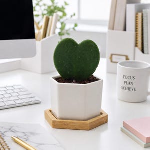 May include: A single heart-shaped Hoya kerrii leaf planted in a white hexagonal ceramic pot. The pot sits on a matching hexagonal wooden saucer. The plant has a thick, dark green, succulent texture and is potted in dark brown soil.
