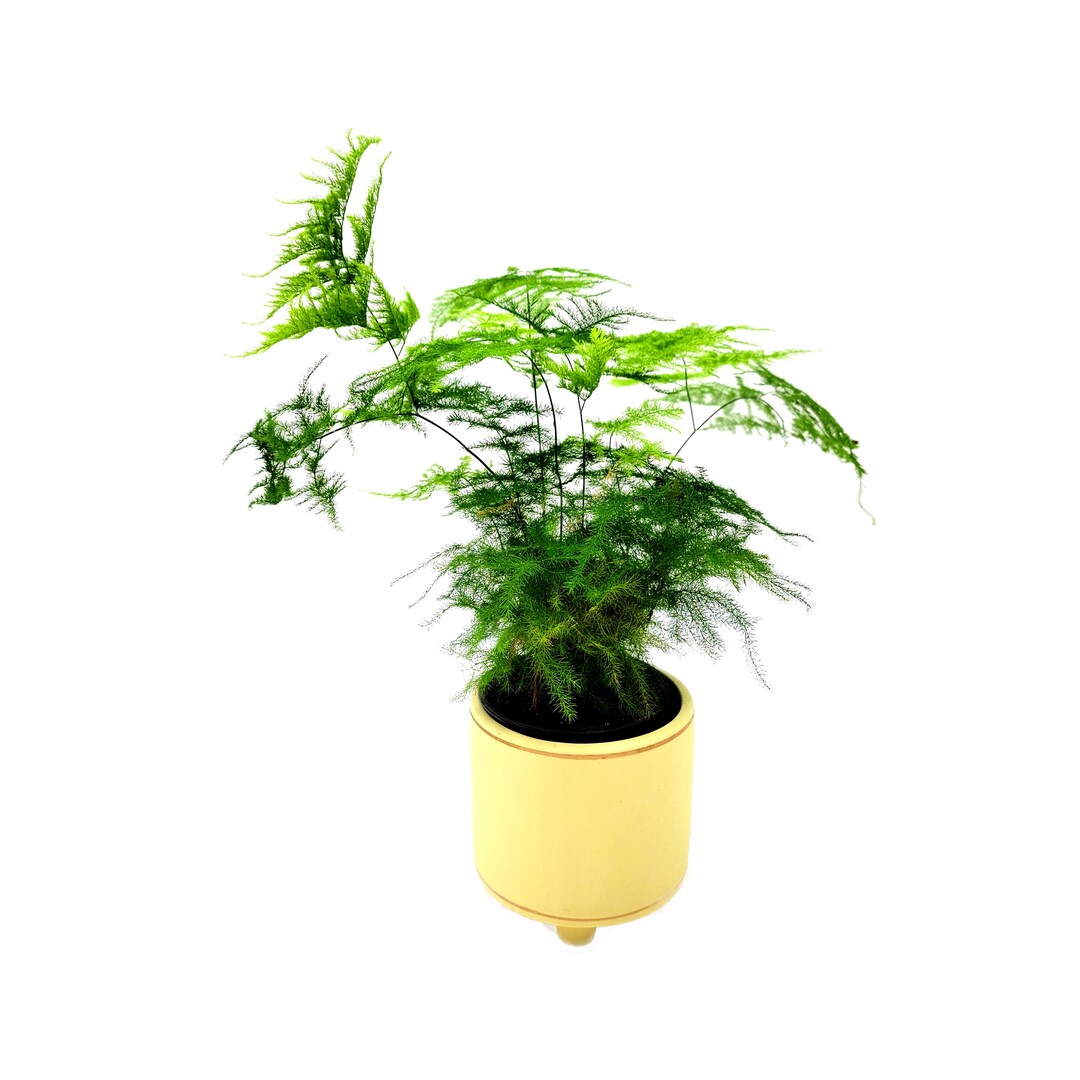 Plumosa Fern Asparagus Plumosus Nana Asparagus Fern Etsy
