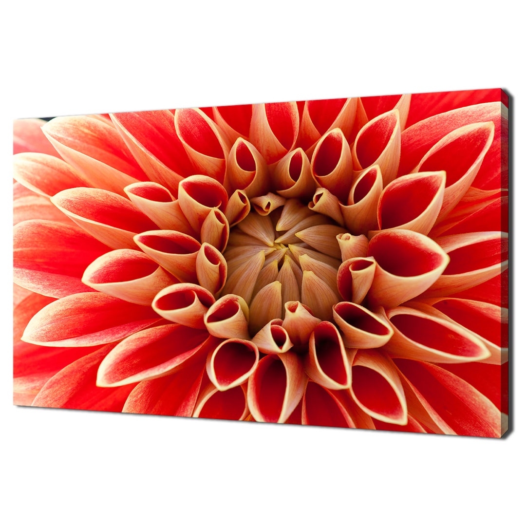 Close up of Beautiful Red Dahlia Flower Modern Floral Design Home Decor ...