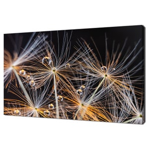 Dandelion Flowers Seeds With Water Drops Modern Design Canvas Print Wall Art Picture