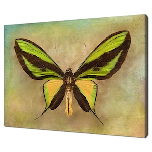 Vintage Green Yellow Butterfly Modern Design Home Decor Canvas Print Wall Art Picture Wall Hanging