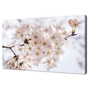 Beautiful Cherry Blossom White Pink Flowers Tree Modern Design Home Decor Canvas Print Wall Art Picture