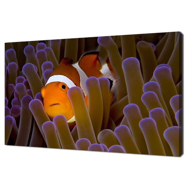 Clownfish Anemonefish Swimming Hiding In Anemone Modern Design Home Decor Canvas Print Wall Art Picture Wall Hanging