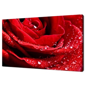 Primer plano de una hermosa flor de rosa roja con gotas de agua, diseño moderno, decoración del hogar, lienzo impreso, arte de pared, imagen para colgar en la pared