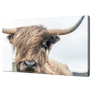 Highland Cow With Wind Blowing In Hair Animal Modern Design Decor Canvas Print Wall Art Picture