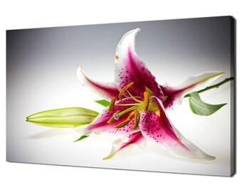 Può includere: Un giglio rosa e bianco con polline giallo e foglie verdi. Il giglio è a fuoco e lo sfondo è sfocato.