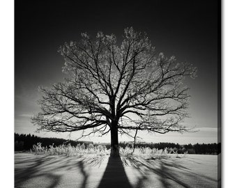 Black And White Lonely Oak Tree Landscape Modern Design Home Decor Canvas Print Wall Art Picture