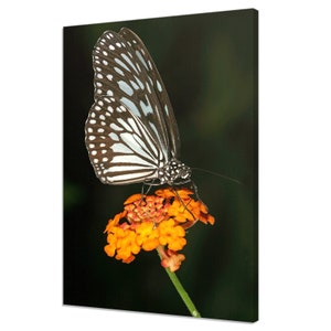Milkweed Butterfly Sitting On The Orange Flower Modern Design Home Decor Canvas Print Wall Art Picture Wall Hanging