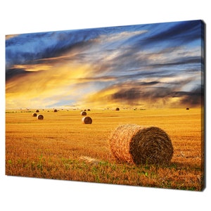 May include: A field of golden hay bales under a dramatic sky with blue and yellow clouds. The bales are scattered across the field, with a few in the foreground.