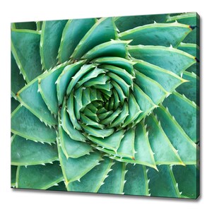 May include: A close-up of a green succulent plant with sharp, pointed leaves arranged in a spiral pattern.