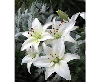 Stunning White Lily Flowers Lilies Modern Floral Design Canvas Print Home Decor Wall Art Wall Hanging Picture