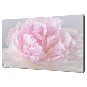 Stunning Pink Peony Petals Flower Modern Design Canvas Print Wall Art Picture