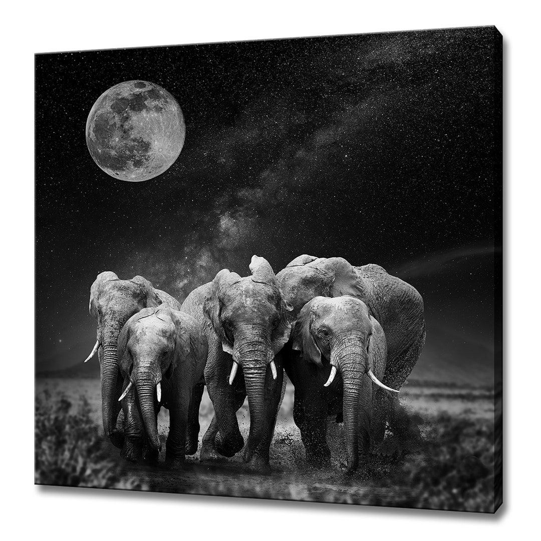 Black and White Elephants Animals Family at Moonlight and the Milky Way Modern Design Home Decor