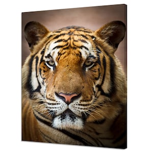 Beautiful Tiger Face Portrait Animal Wild Cat Modern Design Home Decor Canvas Print Wall Art Picture Wall Hanging