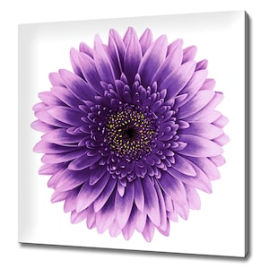 Violet Pink Gerbera Flower Close Up Floral Modern Design Decor Canvas Print Wall Art Picture