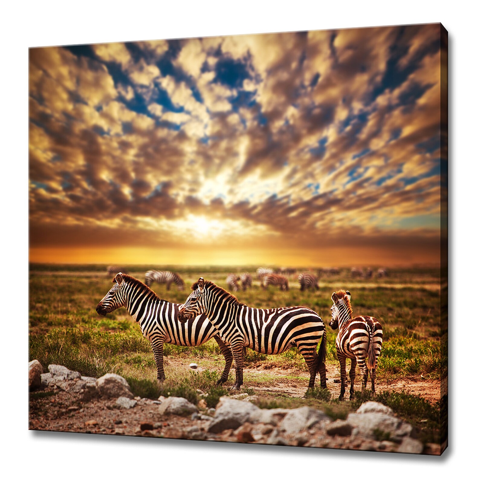 Zebras Herd on African Savanna at Sunset Animal Modern Design Home ...