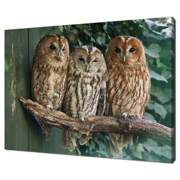 Trois belles chouettes hulottes assises sur une branche Design moderne décoration d'intérieur impression sur toile art mural photo