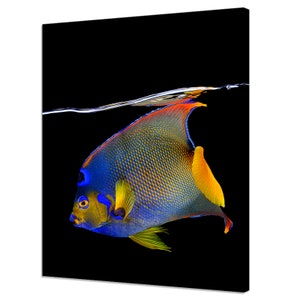 Queen Angel Fish Underwater Modern Design Canvas Print Home Decor Wall Art Picture