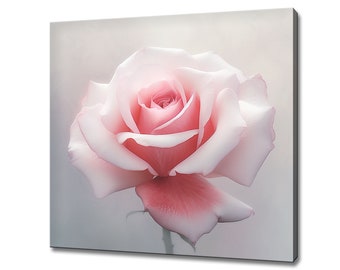 May include: A single, delicate pink rose with soft petals, blooming against a light gray background.