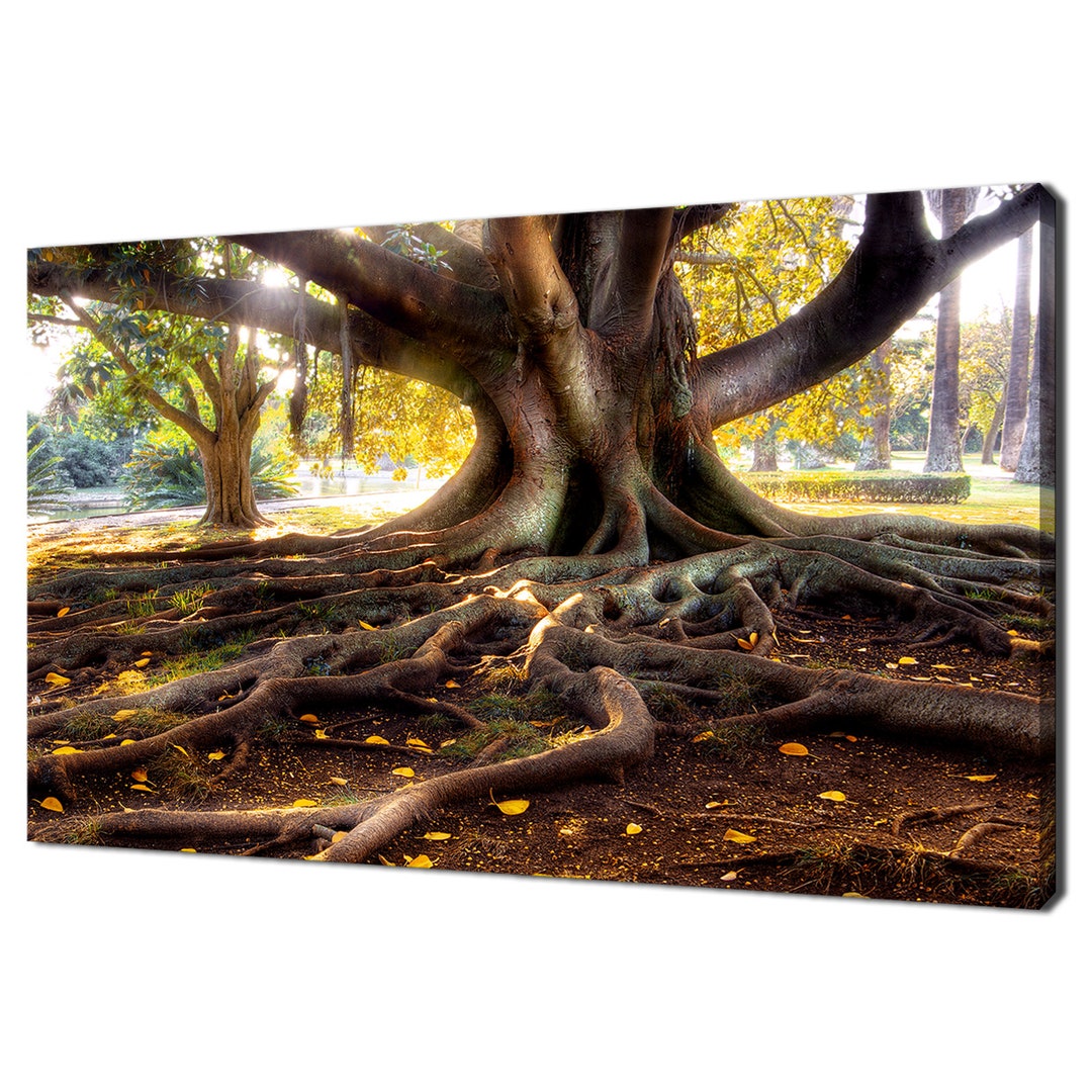Beautiful Centenarian Tree With Large Trunk and Big Roots Modern Design ...