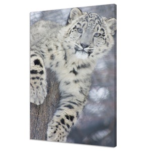 Beutiful Snow Leopard Cub Wild Cat Animal Modern Design Home Decor Canvas Print Wall Art Picture